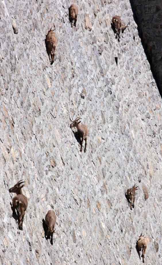 zoomed in view showing deer easily navigating stone wall