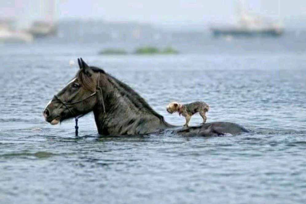picture of small dog riding on the back of a horse surrounded by water