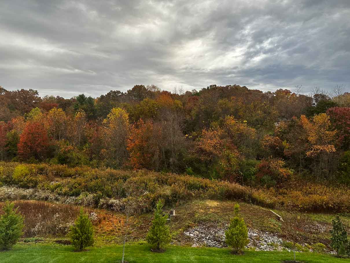 Beautiful fall trees and landscape