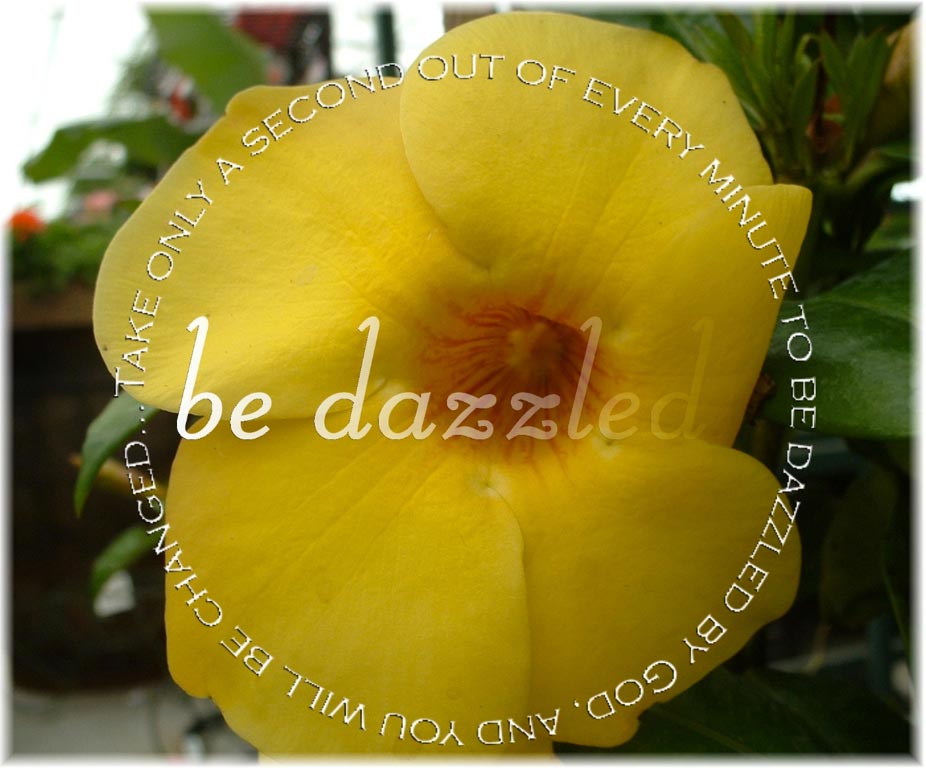 Be Dazzled