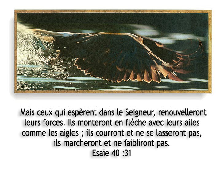 Des Ailes d’Aigles