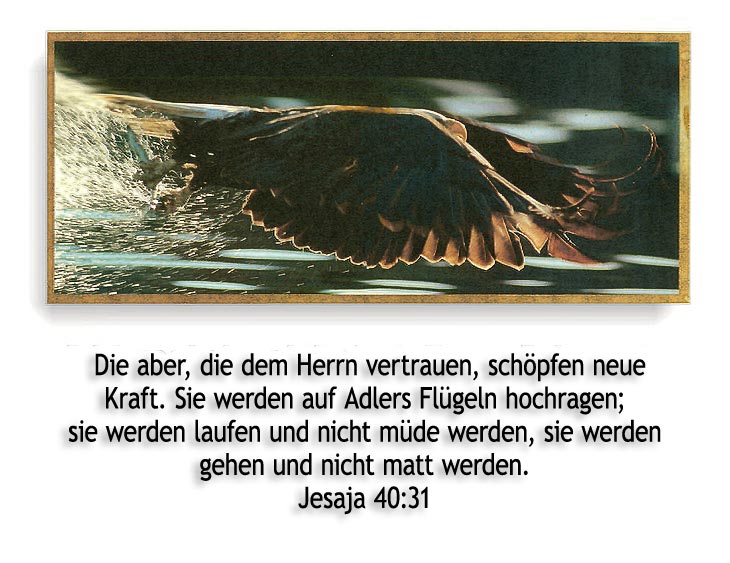 Flügel wie Adler