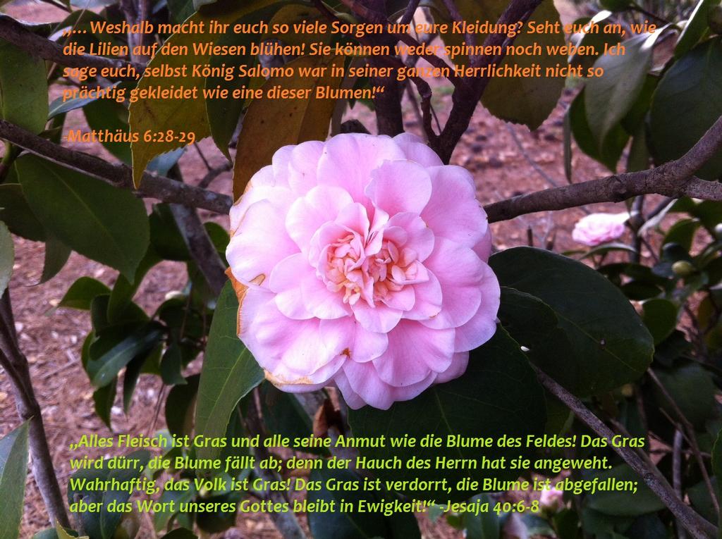 „Wie die Blume des Feldes ...“