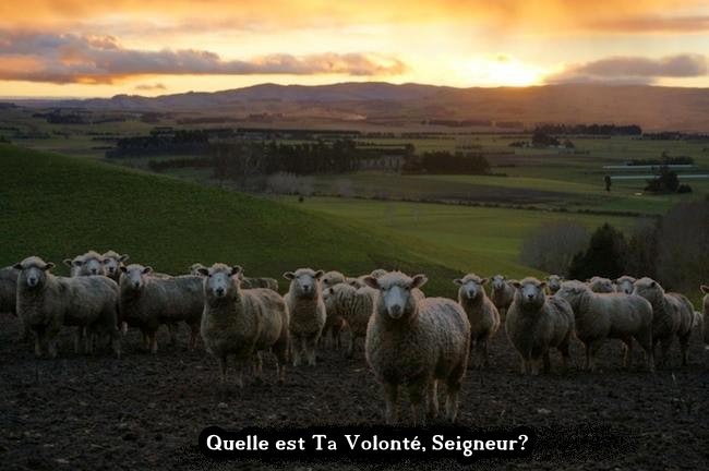 Quelle est Ta Volonté ?