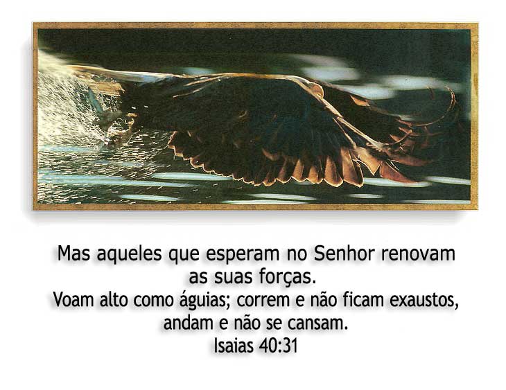Asas de águias